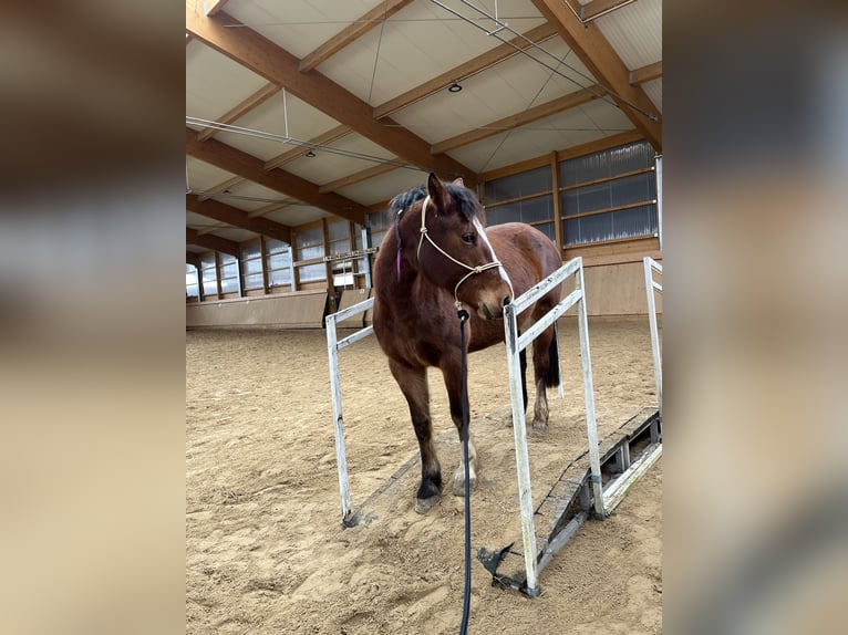 Freiberger Mare 6 years 15,1 hh Brown in Ramerberg