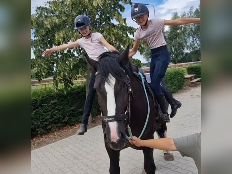 Freiberger Mix Mare 6 years 15.2 hh Black in KALDENKIRCHEN