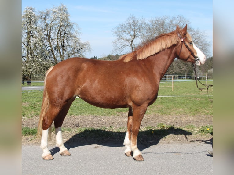 Freiberger Mare 6 years 15,2 hh Chestnut-Red in Schönholzerswilen