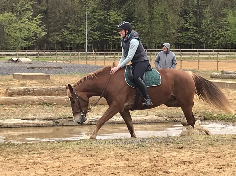 Freiberger Mare 6 years 16 hh Chestnut-Red in Messancy