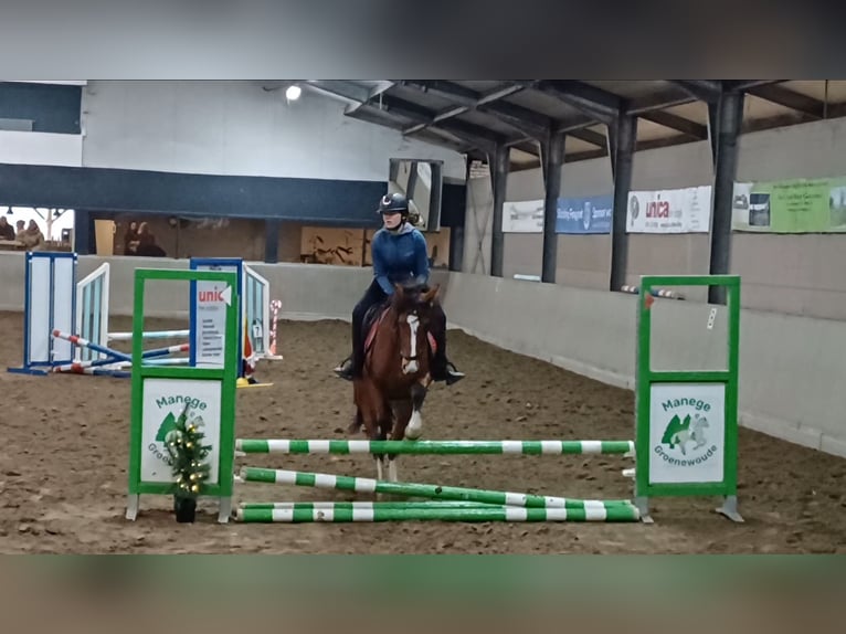 Freiberger Mare 7 years 14,3 hh Brown in Woudenberg