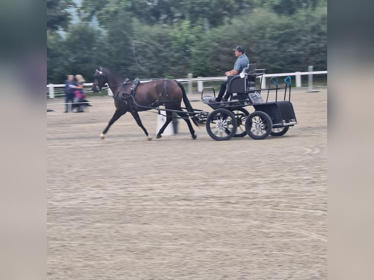 Freiberger Mare 7 years 15.1 hh Bay-Dark in Giffers