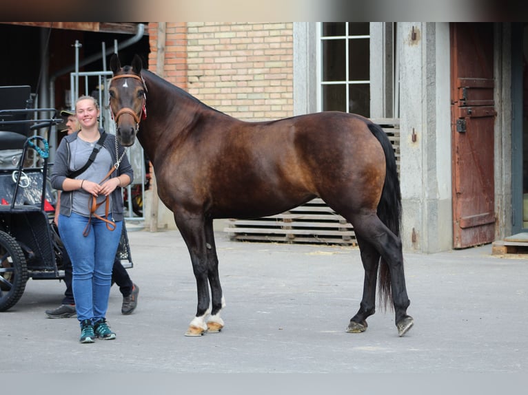 Freiberger Mare 7 years 15.1 hh Bay-Dark in Giffers