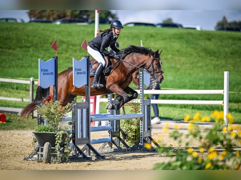 Freiberger Mix Mare 7 years 15.1 hh Brown in Kilchberg ZH