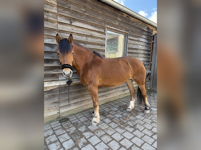 Freiberger Mare 7 years 15.2 hh Brown in Bausendorf