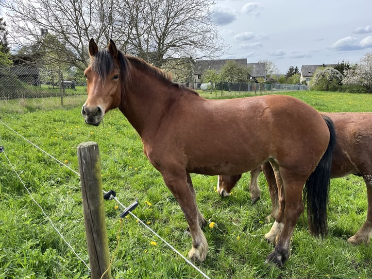 Freiberger Mare 7 years 15.2 hh Brown in Bausendorf