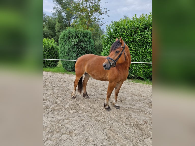 Freiberger Mare 7 years 15.2 hh Brown in Bausendorf