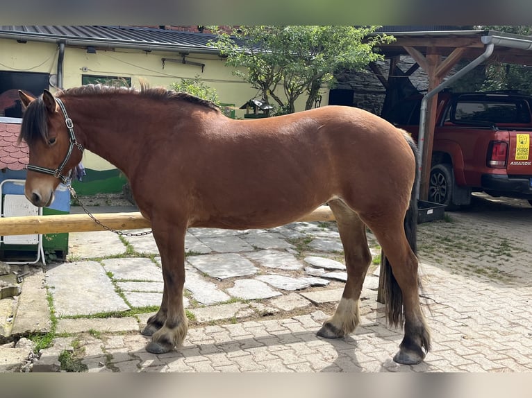 Freiberger Mare 7 years 15.2 hh Brown in Bausendorf