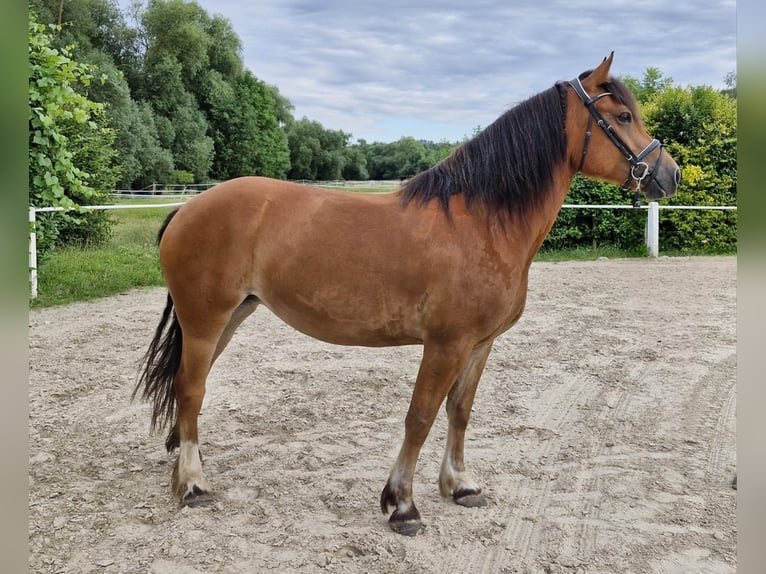 Freiberger Mare 7 years 15.2 hh Brown in Bausendorf