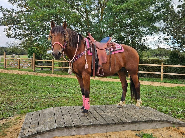 Freiberger Mare 7 years 15,2 hh Brown in Linkenbach