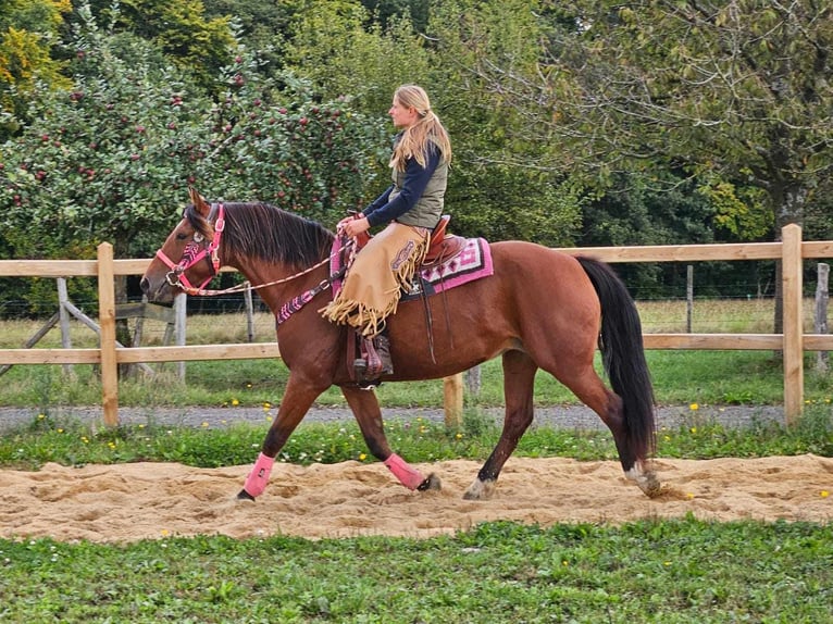 Freiberger Mare 7 years 15,2 hh Brown in Linkenbach