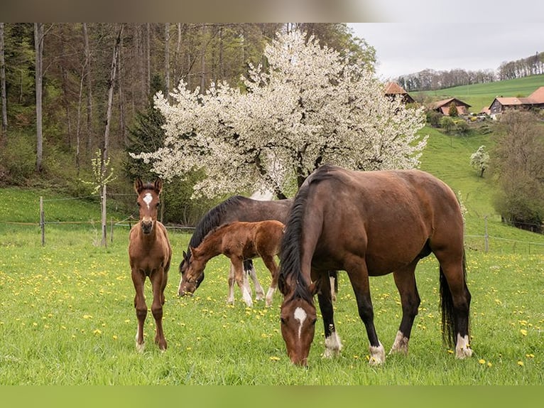 Freiberger Mare 7 years 15.2 hh Brown in NiedermuhlernNiedermuhlern