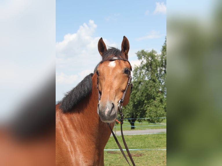 Freiberger Mare 7 years 15.3 hh Brown in Schönholzerswilen