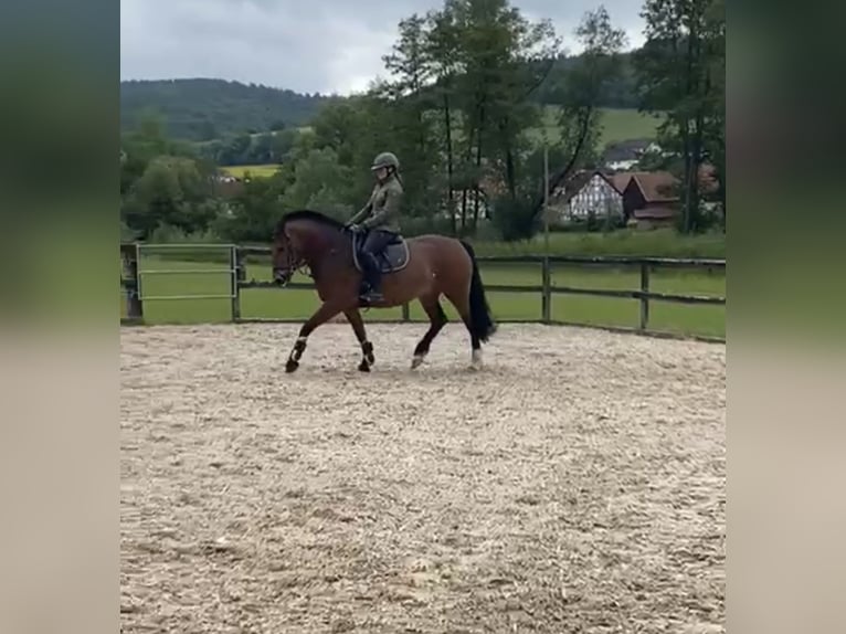 Freiberger Mare 7 years 15,1 hh Brown in Neuenstein