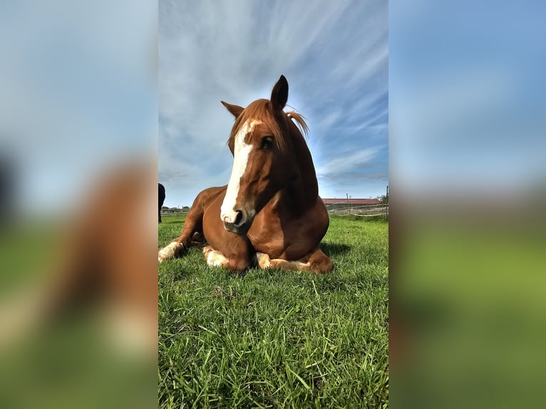 Freiberger Mare 7 years 15,1 hh Chestnut-Red in Braunschweig