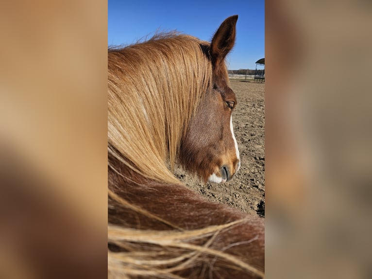 Freiberger Mare 7 years 15,1 hh Chestnut-Red in Braunschweig