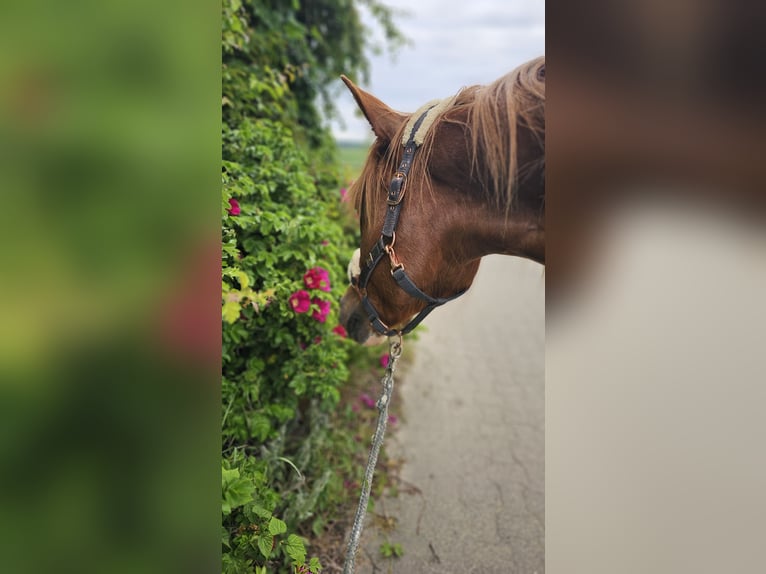 Freiberger Mare 7 years 15,1 hh Chestnut-Red in Braunschweig