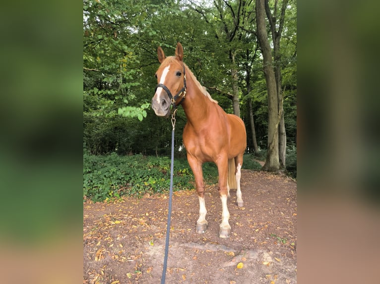 Freiberger Mare 7 years 16 hh Chestnut-Red in Hennef