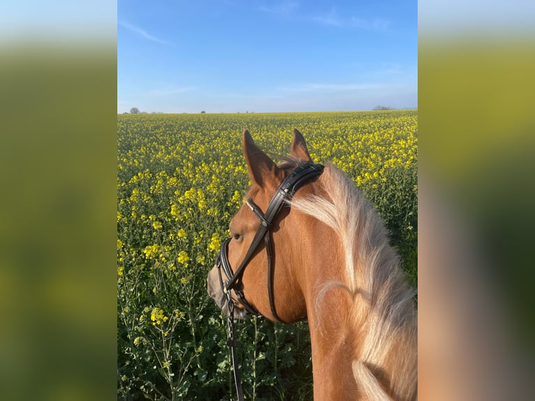 Freiberger Mare 7 years 16 hh Chestnut-Red in Hennef