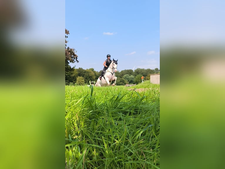 Freiberger Mix Mare 8 years 14,3 hh Gray in Bochum