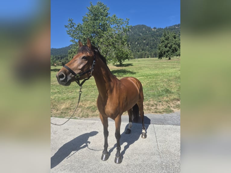 Freiberger Mare 8 years 15.1 hh Brown in Kägiswil