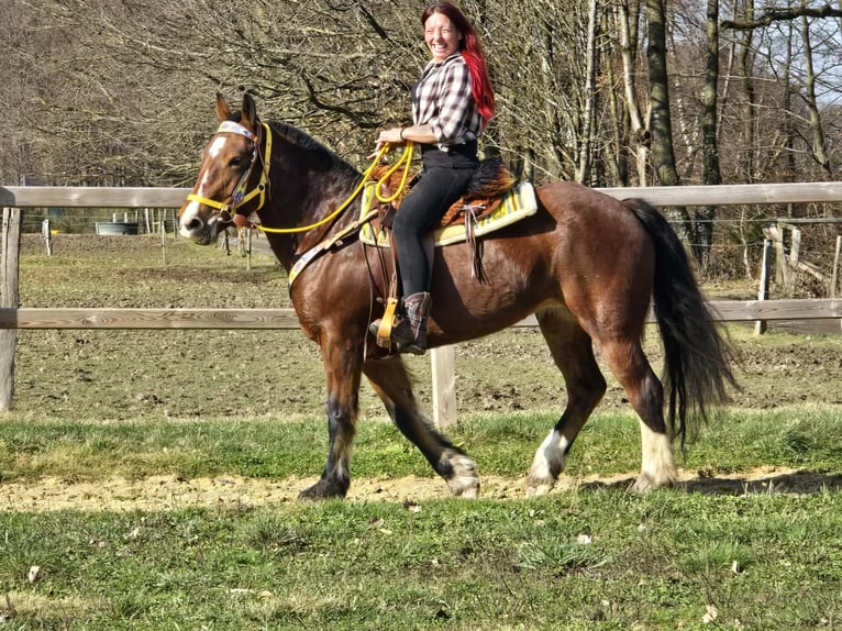 Freiberger Mare 8 years 15.1 hh Brown in Linkenbach