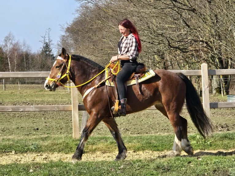 Freiberger Mare 8 years 15.1 hh Brown in Linkenbach