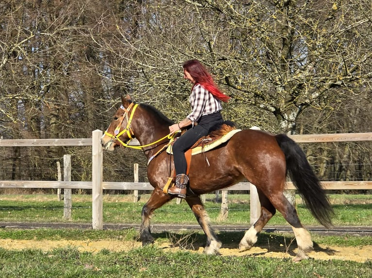 Freiberger Mare 8 years 15.1 hh Brown in Linkenbach