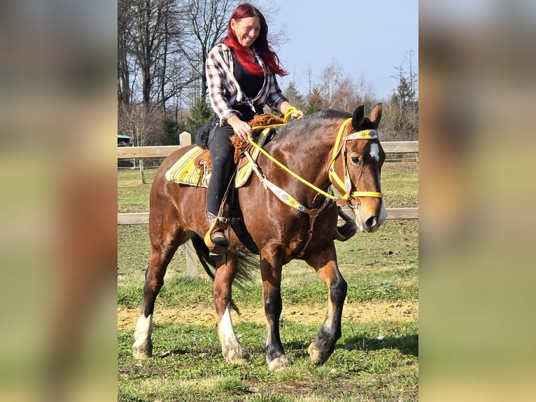 Freiberger Mare 8 years 15.1 hh Brown in Linkenbach