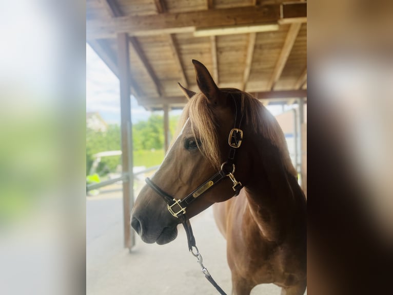 Freiberger Mare 8 years 15,1 hh Chestnut-Red in Dietikon