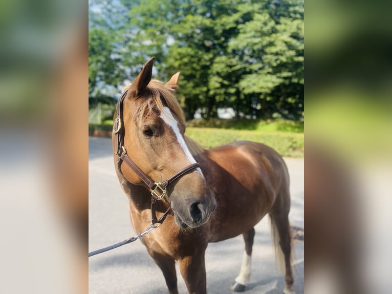 Freiberger Mare 8 years 15,1 hh Chestnut-Red in Dietikon