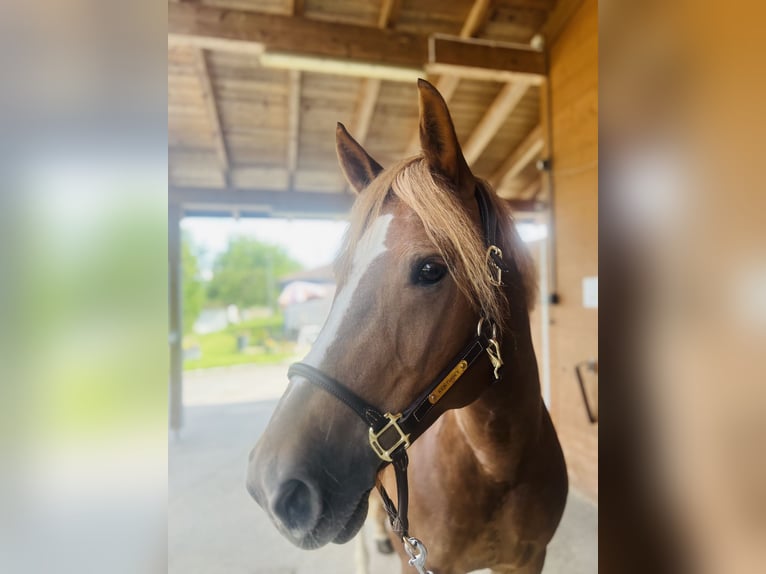 Freiberger Mare 8 years 15,1 hh Chestnut-Red in Dietikon