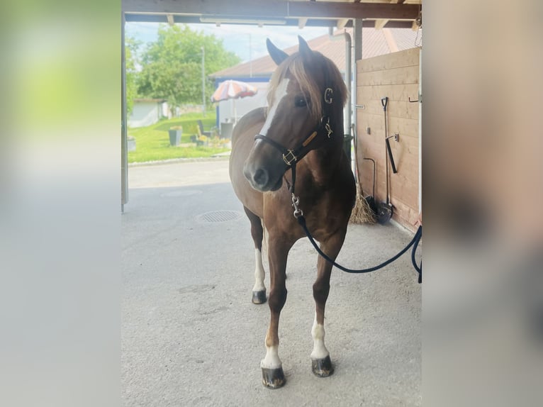 Freiberger Mare 8 years 15,1 hh Chestnut-Red in Dietikon