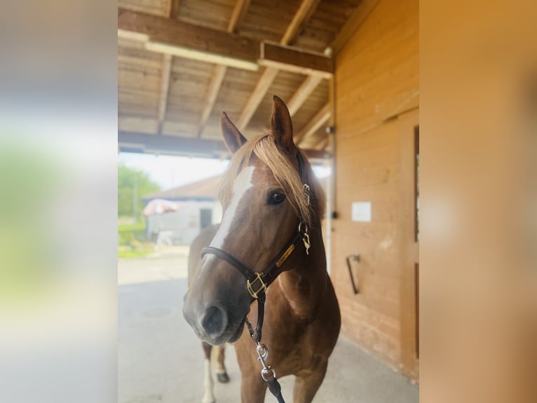 Freiberger Mare 8 years 15,1 hh Chestnut-Red in Dietikon