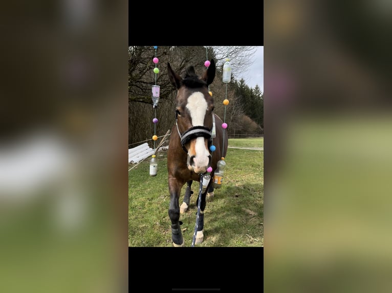 Freiberger Mare 8 years 15,2 hh Brown in GörwihlGörwihl