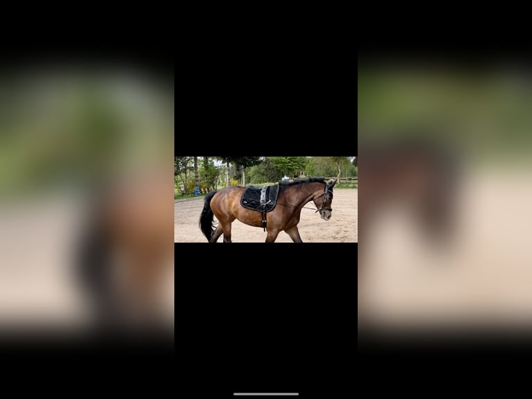 Freiberger Mare 8 years 15,2 hh Brown in GörwihlGörwihl