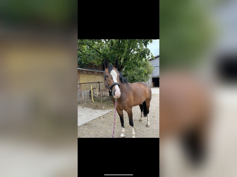 Freiberger Mare 8 years 15,2 hh Brown in GörwihlGörwihl