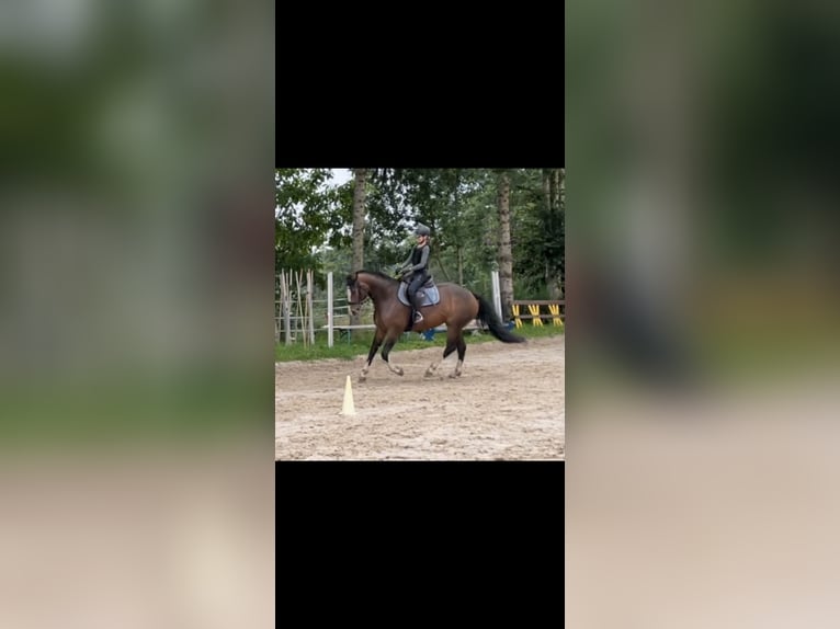 Freiberger Mare 8 years 15,2 hh Brown in GörwihlGörwihl