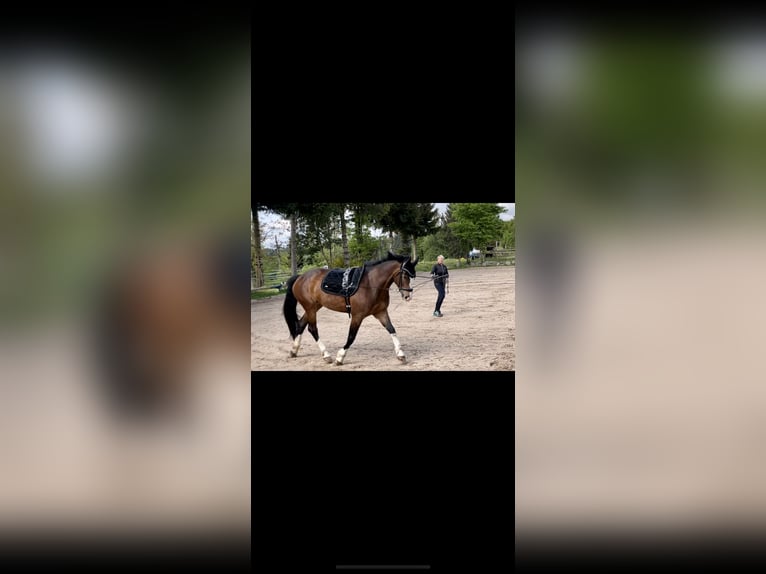 Freiberger Mare 8 years 15,2 hh Brown in GörwihlGörwihl