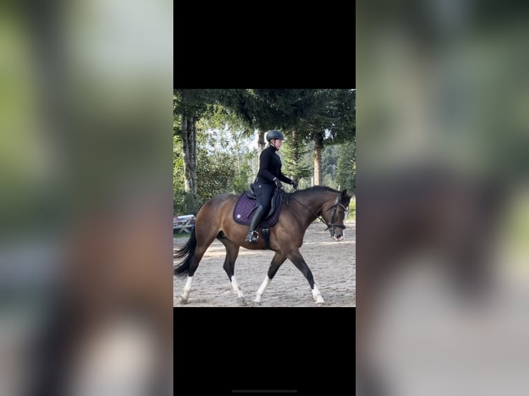 Freiberger Mare 8 years 15,2 hh Brown in GörwihlGörwihl