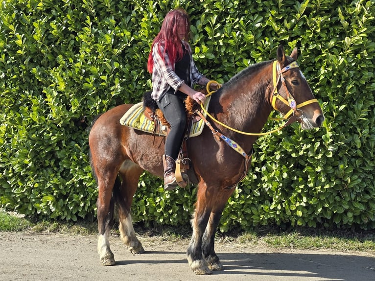 Freiberger Mare 8 years 15,1 hh Brown in Linkenbach