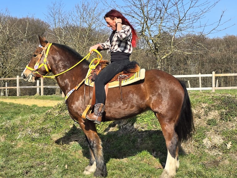 Freiberger Mare 8 years 15,1 hh Brown in Linkenbach
