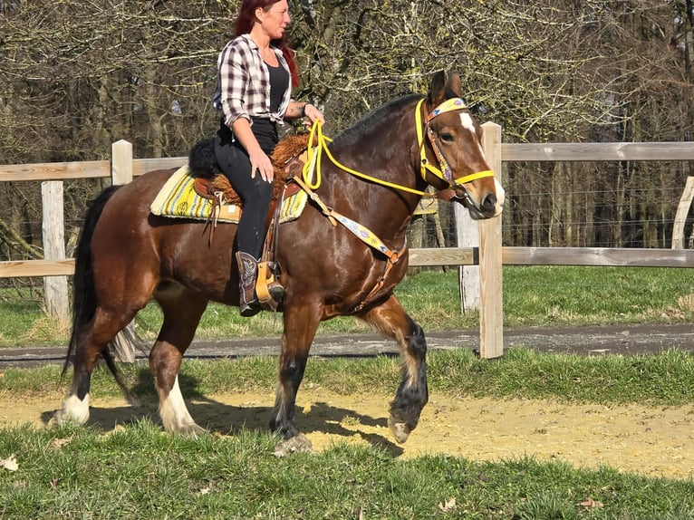 Freiberger Mare 8 years 15,1 hh Brown in Linkenbach