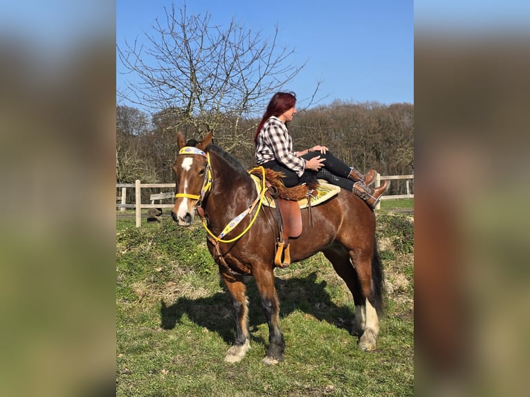 Freiberger Mare 8 years 15,1 hh Brown in Linkenbach