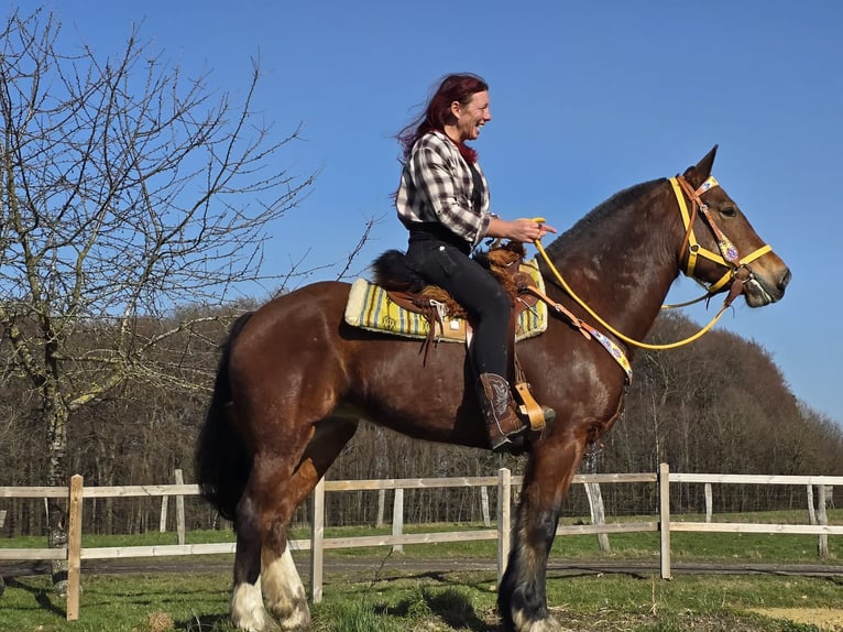 Freiberger Mare 8 years 15,1 hh Brown in Linkenbach