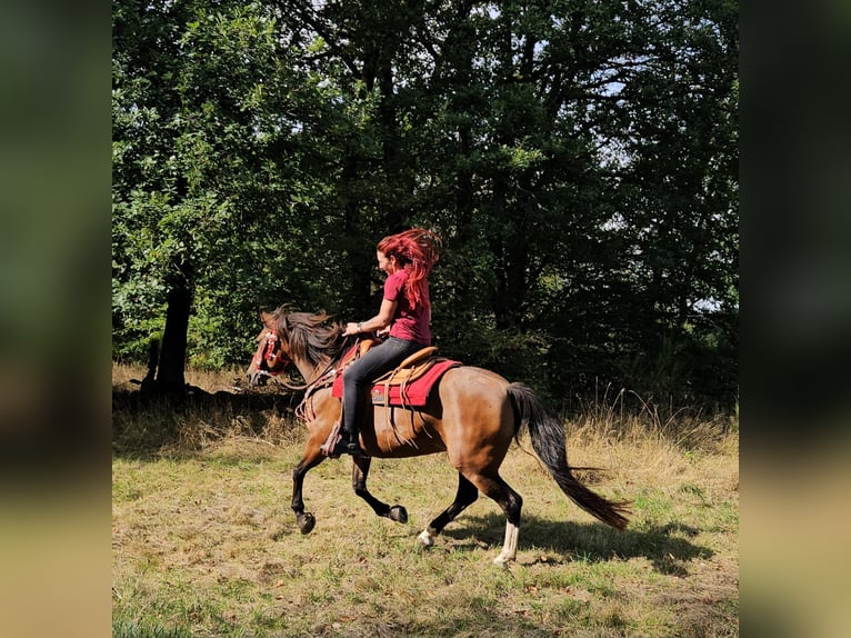 Freiberger Mare 9 years 14.3 hh Brown in Linkenbach