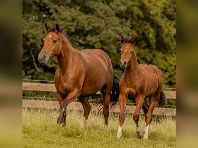 Freiberger Mare 9 years 14,2 hh Brown in Wissen