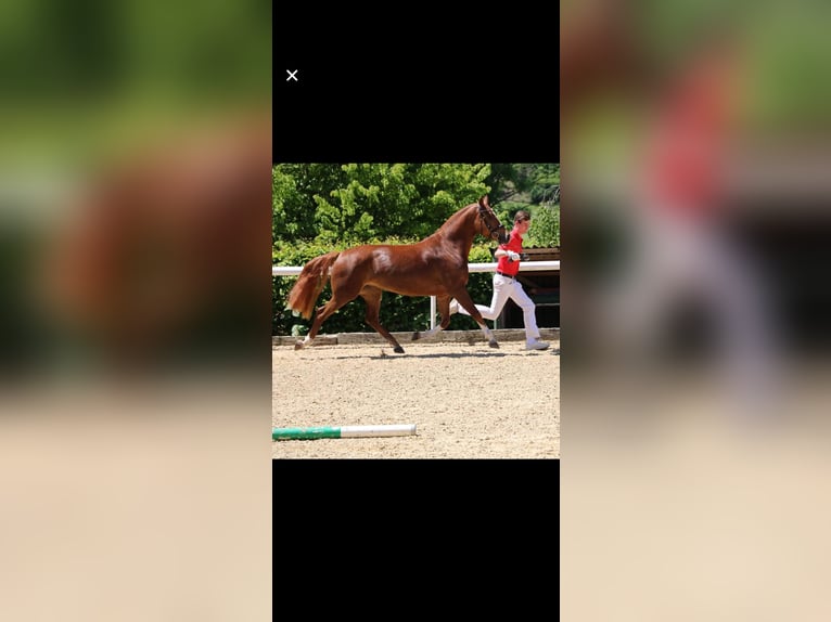 Freiberger Mare 9 years 15,1 hh Chestnut-Red in Oberdiessbach