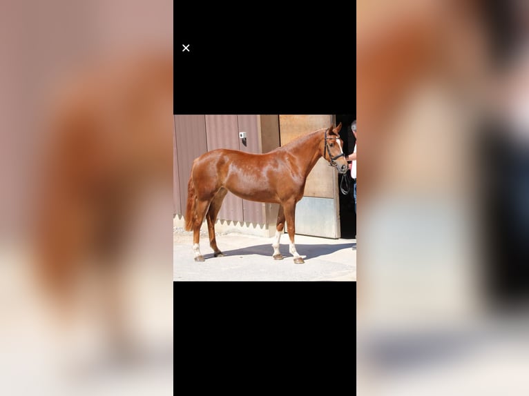 Freiberger Mare 9 years 15,1 hh Chestnut-Red in Oberdiessbach