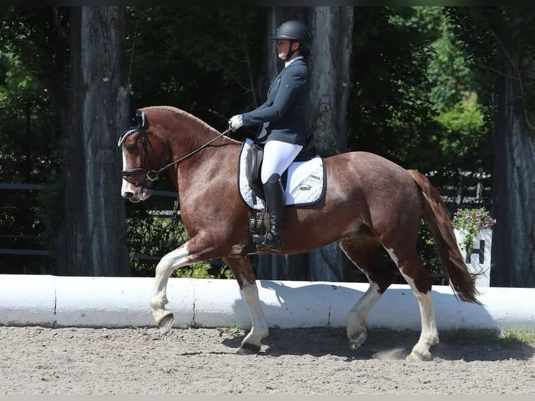 Freiberger Mare 9 years 15.2 hh Chestnut in Königstetten